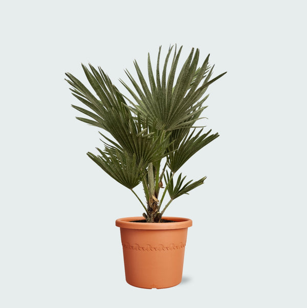 Chamaerops Humilis Vulcano - 50cm kopen bij Green Bubble