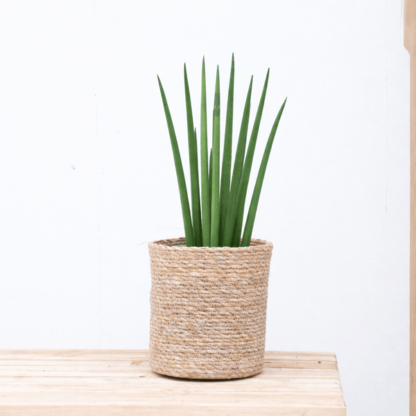 Sansevieria cylindrica 'Bacularis' - 40cm kopen bij Green Bubble