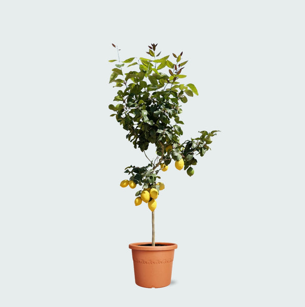 Citroenboom - 150cm kopen bij Green Bubble