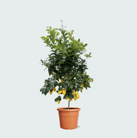 Citroenboom - 200cm