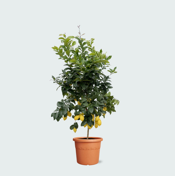 Citroenboom - 200cm kopen bij Green Bubble