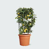 Product afbeelding 1