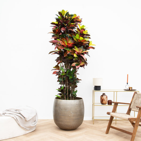 Codiaeum Iceton - 250 cm kopen bij Green Bubble