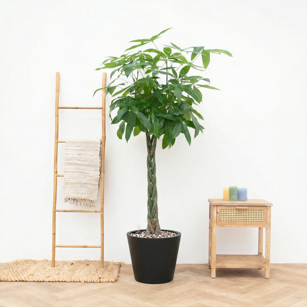 Combi Deal - Pachira Aquatica inclusief pot Bucket - 160cm kopen bij Green Bubble