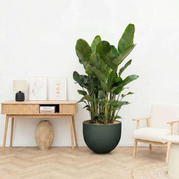 Combi deal - 3x Strelitzia Nicolai 6 stek inclusief pot Jumbo Mila Pine Green - 200cm kopen bij Green Bubble
