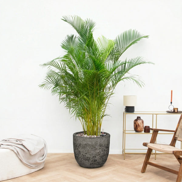 Combi deal - Areca Palm inclusief pot Russel L - 220cm kopen bij Green Bubble
