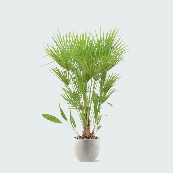 Combi deal - Chamaerops Humilis inclusief pot Grigio new egg - 170cm kopen bij Green Bubble