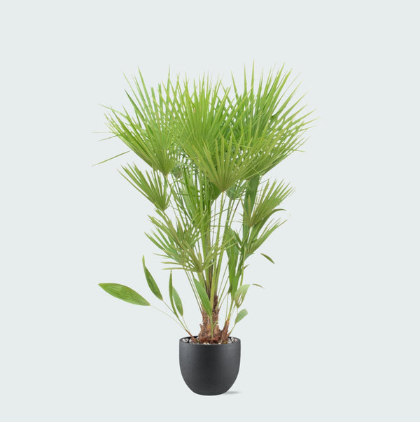 Combi deal - Chamaerops Humilis inclusief pot Grigio new egg - 170cm kopen bij Green Bubble