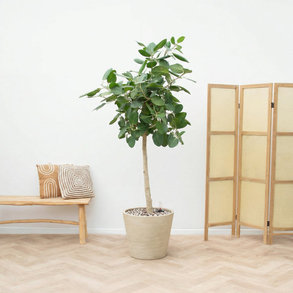 Combi deal - Ficus Benghalensis Audrey inclusief pot Bucket - 190cm kopen bij Green Bubble