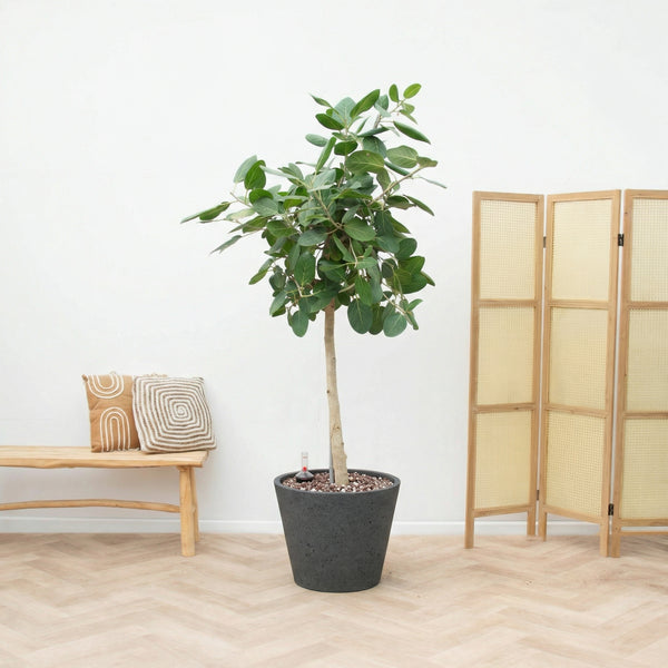 Combi deal - Ficus Benghalensis Audrey inclusief pot Bucket - 190cm kopen bij Green Bubble