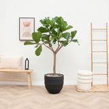 Product afbeelding 1