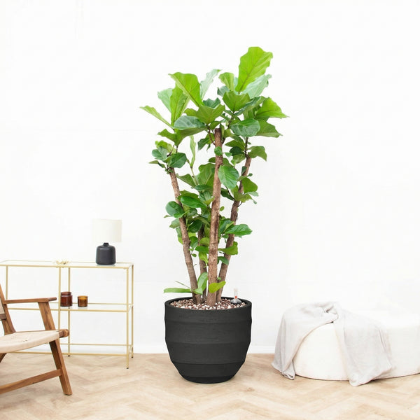 Combi deal - Ficus Lyrata Vertakt inclusief pot Bordo New Egg - 220cm kopen bij Green Bubble