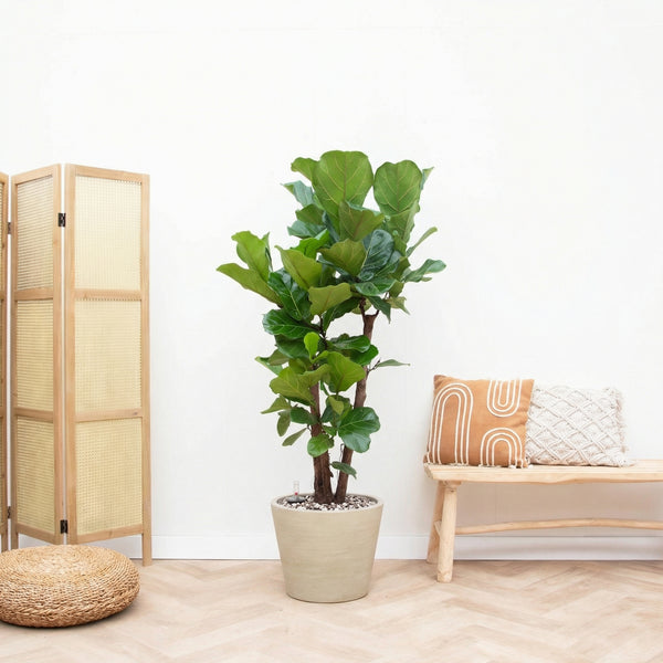 Combi deal - Ficus Lyrata Vertakt inclusief pot Bucket - 200cm kopen bij Green Bubble