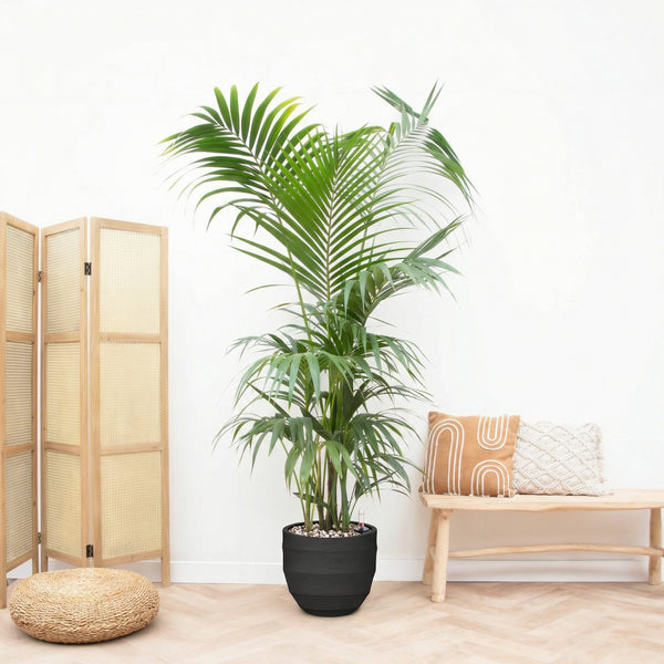 Combi deal - Kentia Palm XXL inclusief pot Bordo New Egg - 220cm kopen bij Green Bubble