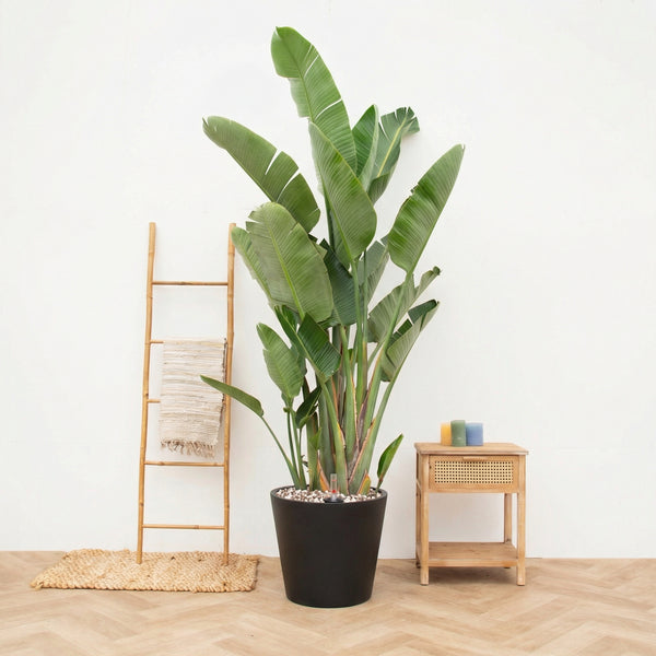 Combi deal - Strelitzia Augusta Multistam de luxe inclusief pot Bucket - 250cm kopen bij Green Bubble