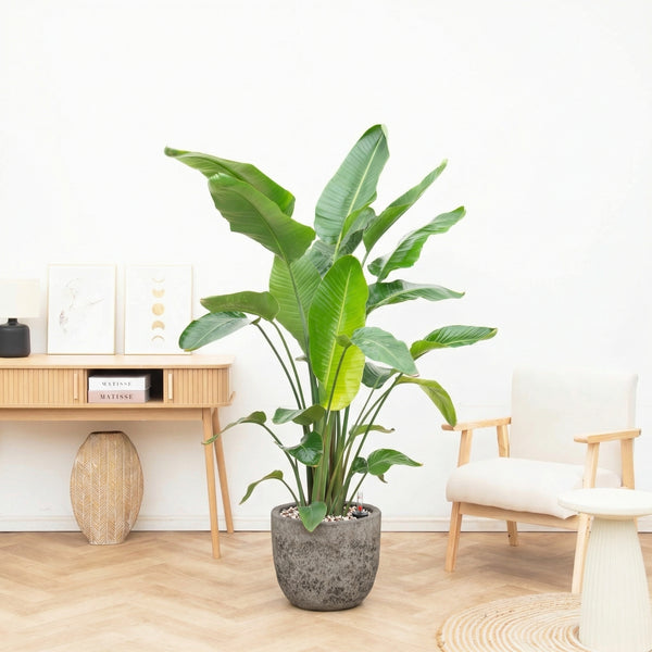 Combi deal - Strelitzia Nicolai 6 stek inclusief pot Russel L - 200cm kopen bij Green Bubble