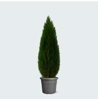 Cupressus - 110cm