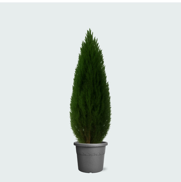 Cupressus - 110cm kopen bij Green Bubble
