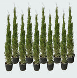 Product afbeelding 3