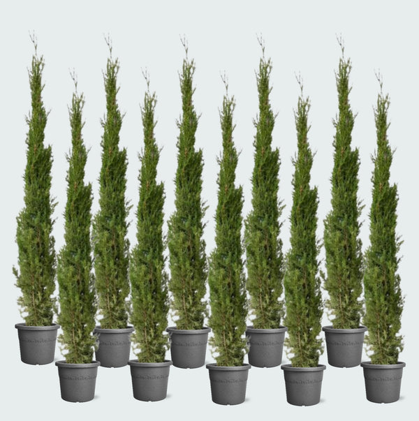 10x Cupressus Leylandii piramide - 210cm kopen bij Green Bubble
