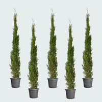 5x Cupressus Leylandii piramide - 210cm