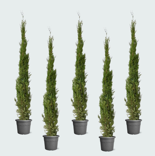 5x Cupressus Leylandii piramide - 210cm kopen bij Green Bubble