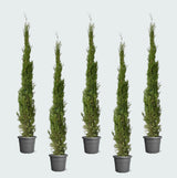 Product afbeelding 1