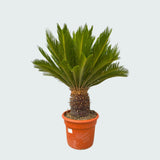 Product afbeelding 3