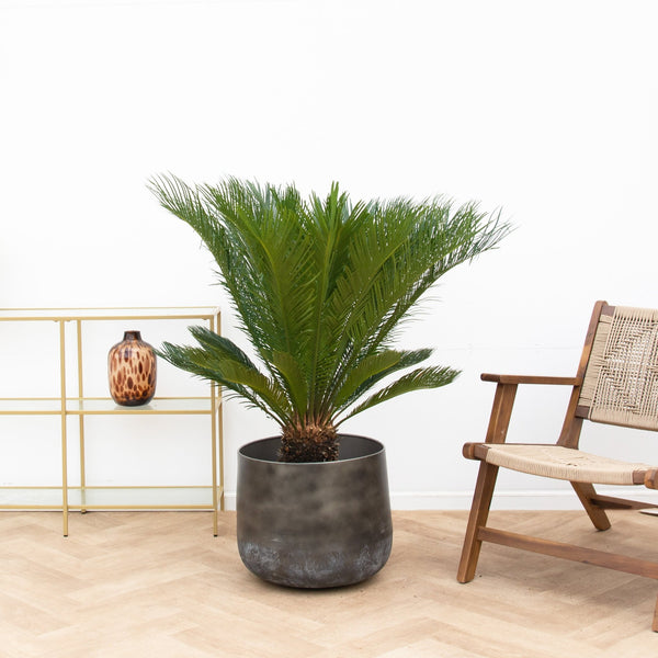 Cycas Revoluta - 110cm kopen bij Green Bubble