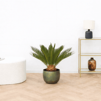 Cycas Revoluta - 60cm
