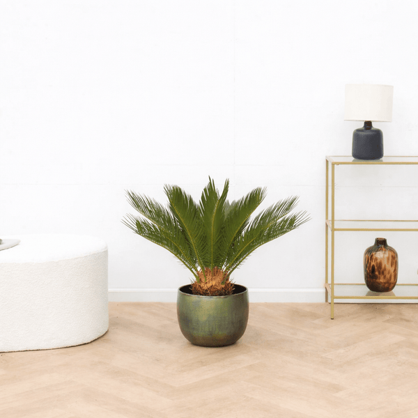 Cycas Revoluta - 60cm kopen bij Green Bubble