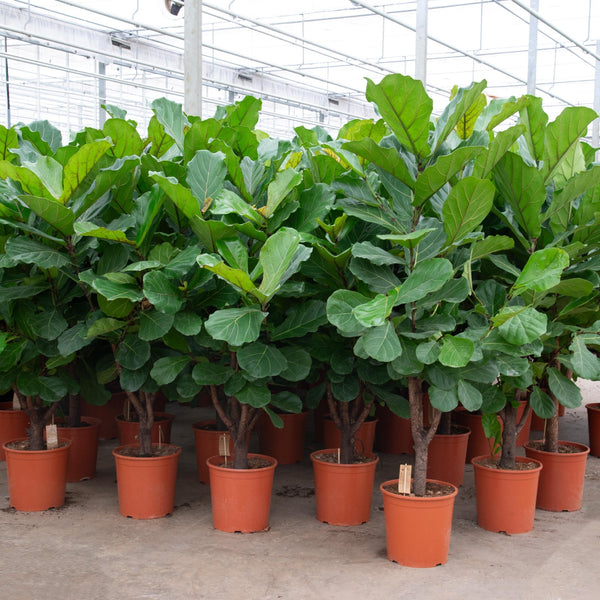 Ficus Lyrata vertakt - 180cm kopen bij Green Bubble