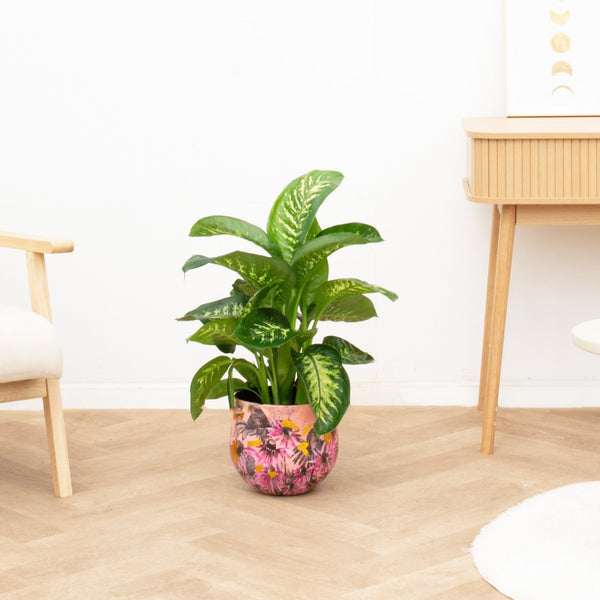 Dieffenbachia Tropic Snow - 80 cm kopen bij Green Bubble
