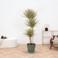 Dracaena Biocolor - 160cm