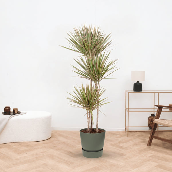 Dracaena Biocolor - 160cm kopen bij Green Bubble