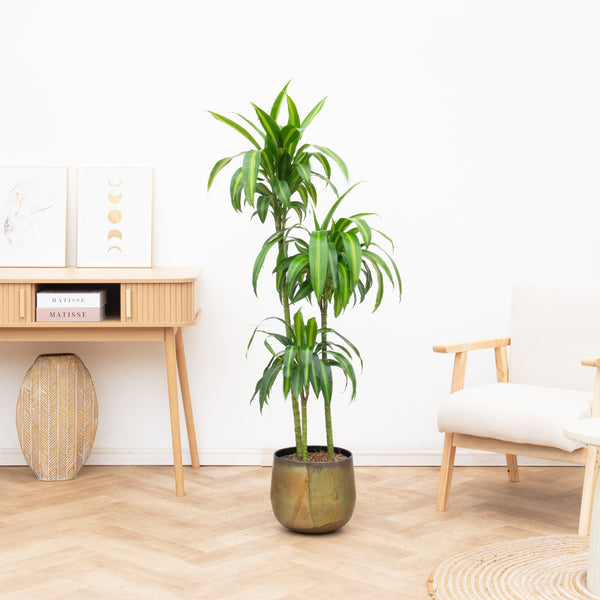 Dracaena Cintho - 200cm kopen bij Green Bubble