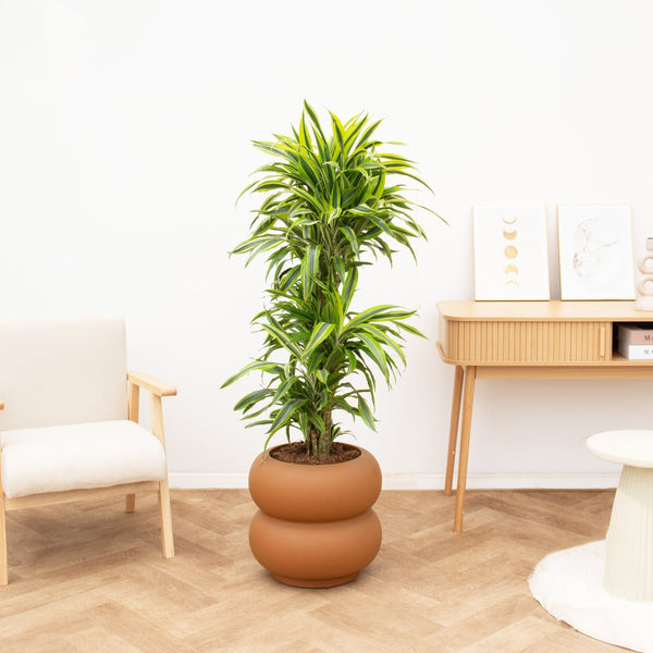 Dracaena Deremensis Lemon Lime vertakt - 150 cm kopen bij Green Bubble