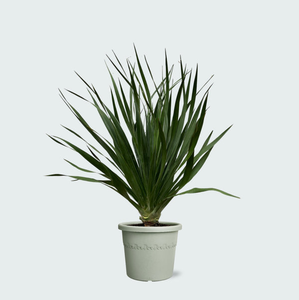 Dracaena Draco - 70cm kopen bij Green Bubble