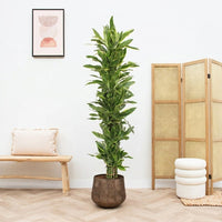Dracaena Golden Coast struik - 180cm