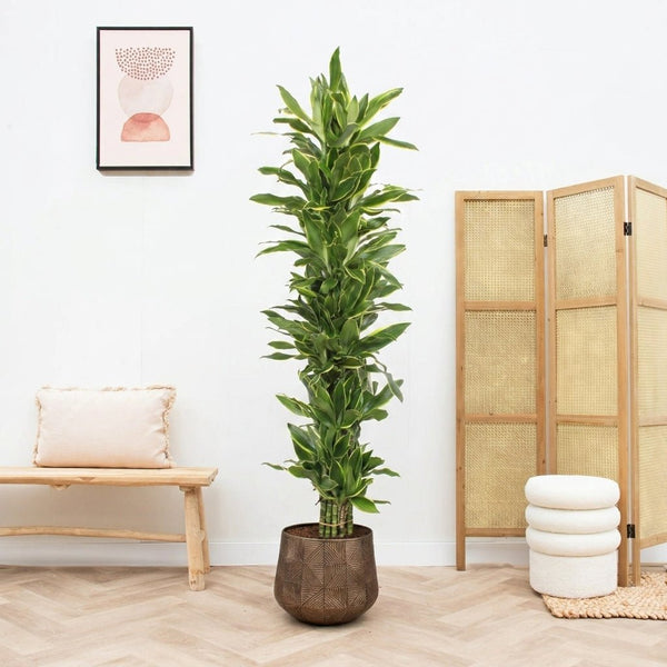 Dracaena Golden Coast struik - 180cm kopen bij Green Bubble