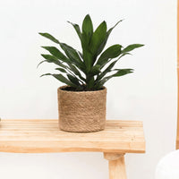 Dracaena Green Jewel - 60cm