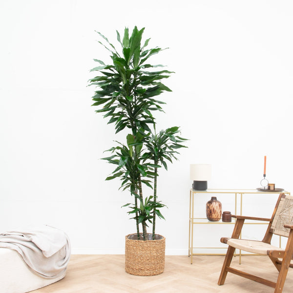 Dracaena Janet Lind XXL - 190cm kopen bij Green Bubble