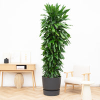 Dracaena Janet Lind vertakt - 230 cm