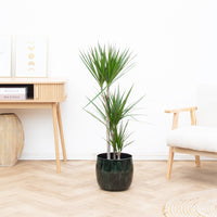 Dracaena Marginata - 120cm