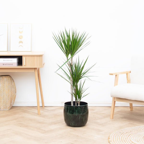 Dracaena Marginata - 120cm kopen bij Green Bubble