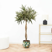 Dracaena Reflexa Valentina gevlochten stam - 90cm