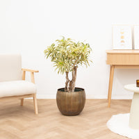 Dracaena Song of Jamaica vertakt - 120 cm