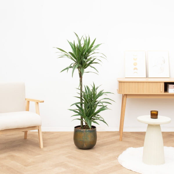 Dracaena Warneckei - 130cm kopen bij Green Bubble