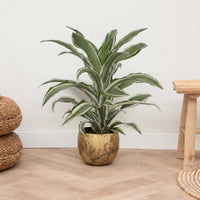 Dracaena White jewel - 60 cm