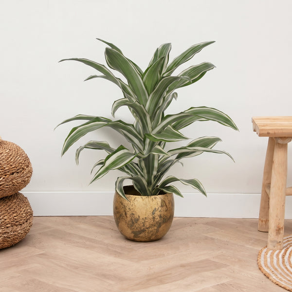 Dracaena White jewel - 60 cm kopen bij Green Bubble